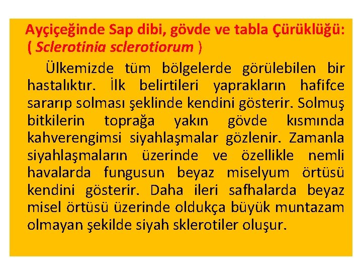 Ayçiçeğinde Sap dibi, gövde ve tabla Çürüklüğü: ( Sclerotinia sclerotiorum ) Ülkemizde tüm bölgelerde Ayçiçeğinde Sap dibi, gövde ve tabla Çürüklüğü: ( Sclerotinia sclerotiorum ) Ülkemizde tüm bölgelerde