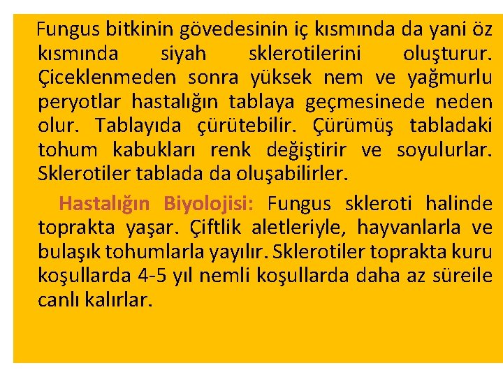 Fungus bitkinin gövedesinin iç kısmında da yani öz kısmında siyah sklerotilerini oluşturur. Çiceklenmeden sonra Fungus bitkinin gövedesinin iç kısmında da yani öz kısmında siyah sklerotilerini oluşturur. Çiceklenmeden sonra