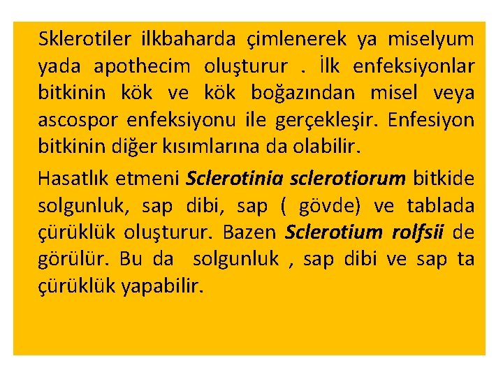 Sklerotiler ilkbaharda çimlenerek ya miselyum yada apothecim oluşturur. İlk enfeksiyonlar bitkinin kök ve kök Sklerotiler ilkbaharda çimlenerek ya miselyum yada apothecim oluşturur. İlk enfeksiyonlar bitkinin kök ve kök