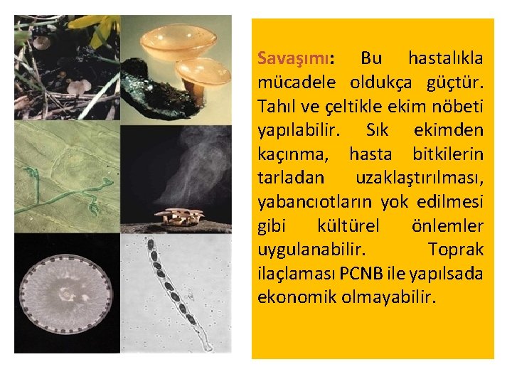Savaşımı: Bu hastalıkla mücadele oldukça güçtür. Tahıl ve çeltikle ekim nöbeti yapılabilir. Sık ekimden Savaşımı: Bu hastalıkla mücadele oldukça güçtür. Tahıl ve çeltikle ekim nöbeti yapılabilir. Sık ekimden