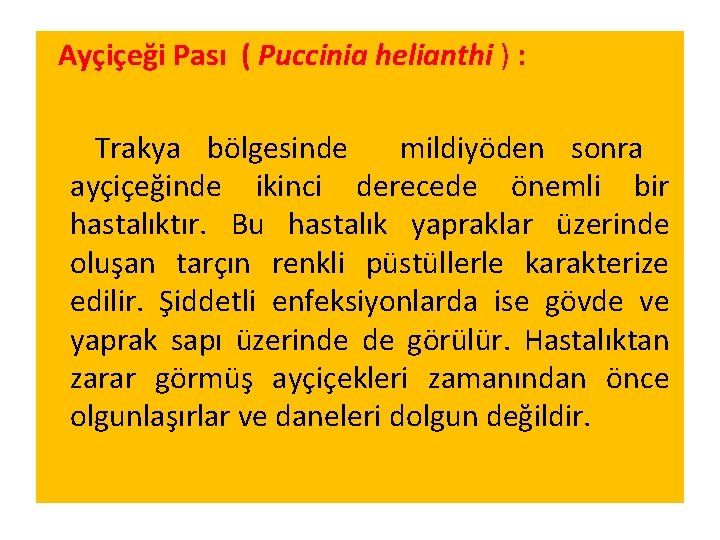 Ayçiçeği Pası ( Puccinia helianthi ) : Trakya bölgesinde mildiyöden sonra ayçiçeğinde ikinci derecede Ayçiçeği Pası ( Puccinia helianthi ) : Trakya bölgesinde mildiyöden sonra ayçiçeğinde ikinci derecede