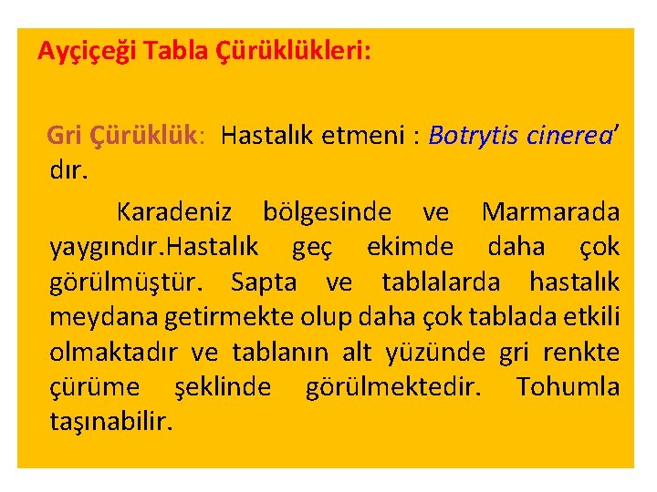 Ayçiçeği Tabla Çürüklükleri: Gri Çürüklük: Hastalık etmeni : Botrytis cinerea’ dır. Karadeniz bölgesinde ve Ayçiçeği Tabla Çürüklükleri: Gri Çürüklük: Hastalık etmeni : Botrytis cinerea’ dır. Karadeniz bölgesinde ve