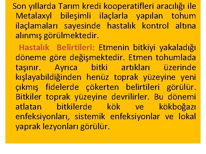 Son yıllarda Tarım kredi kooperatifleri aracılığı ile Metalaxyl bileşimli ilaçlarla yapılan tohum ilaçlamaları sayesinde Son yıllarda Tarım kredi kooperatifleri aracılığı ile Metalaxyl bileşimli ilaçlarla yapılan tohum ilaçlamaları sayesinde