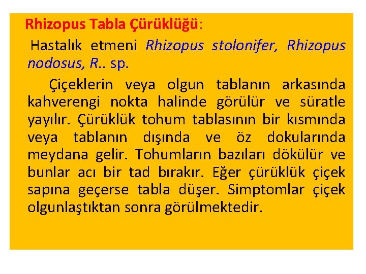 Rhizopus Tabla Çürüklüğü: Hastalık etmeni Rhizopus stolonifer, Rhizopus nodosus, R. . sp. Çiçeklerin veya Rhizopus Tabla Çürüklüğü: Hastalık etmeni Rhizopus stolonifer, Rhizopus nodosus, R. . sp. Çiçeklerin veya