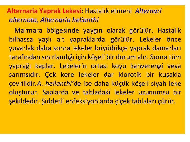 Alternaria Yaprak Lekesi: Hastalık etmeni Alternari alternata, Alternaria helianthi Marmara bölgesinde yaygın olarak görülür. Alternaria Yaprak Lekesi: Hastalık etmeni Alternari alternata, Alternaria helianthi Marmara bölgesinde yaygın olarak görülür.