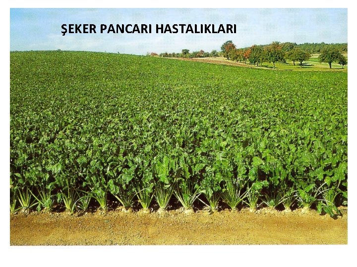 ŞEKER PANCARI HASTALIKLARI ŞEKER PANCARI HASTALIKLARI