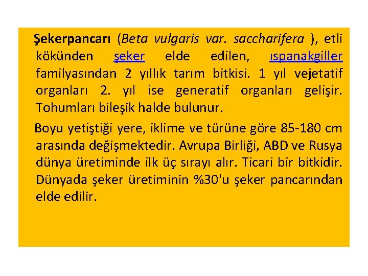 Şekerpancarı (Beta vulgaris var. saccharifera ), etli kökünden şeker elde edilen, ıspanakgiller familyasından 2 Şekerpancarı (Beta vulgaris var. saccharifera ), etli kökünden şeker elde edilen, ıspanakgiller familyasından 2