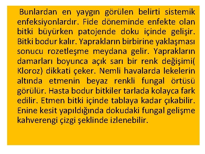 Bunlardan en yaygın görülen belirti sistemik enfeksiyonlardır. Fide döneminde enfekte olan bitki büyürken patojende Bunlardan en yaygın görülen belirti sistemik enfeksiyonlardır. Fide döneminde enfekte olan bitki büyürken patojende