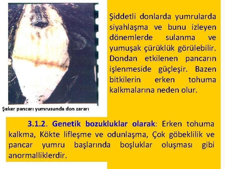 Şiddetli donlarda yumrularda siyahlaşma ve bunu izleyen dönemlerde sulanma ve yumuşak çürüklük görülebilir. Dondan Şiddetli donlarda yumrularda siyahlaşma ve bunu izleyen dönemlerde sulanma ve yumuşak çürüklük görülebilir. Dondan