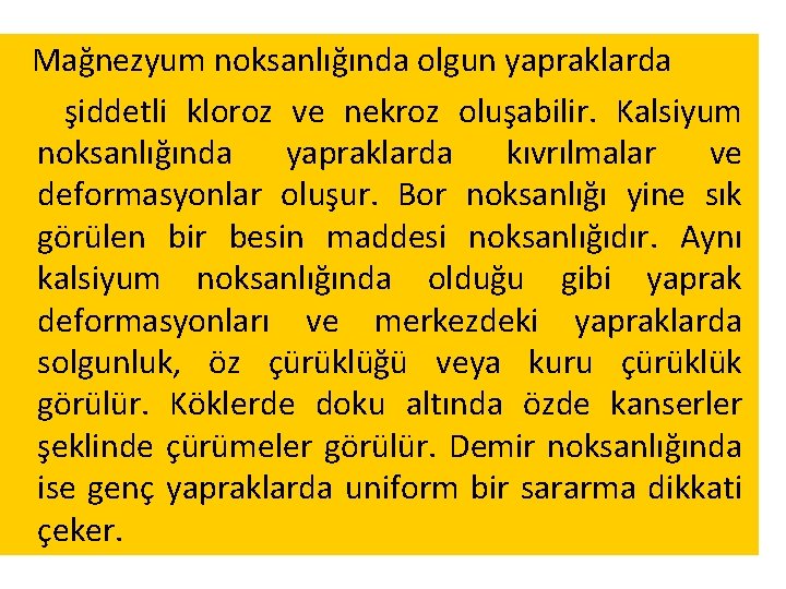 Mağnezyum noksanlığında olgun yapraklarda şiddetli kloroz ve nekroz oluşabilir. Kalsiyum noksanlığında yapraklarda kıvrılmalar ve Mağnezyum noksanlığında olgun yapraklarda şiddetli kloroz ve nekroz oluşabilir. Kalsiyum noksanlığında yapraklarda kıvrılmalar ve