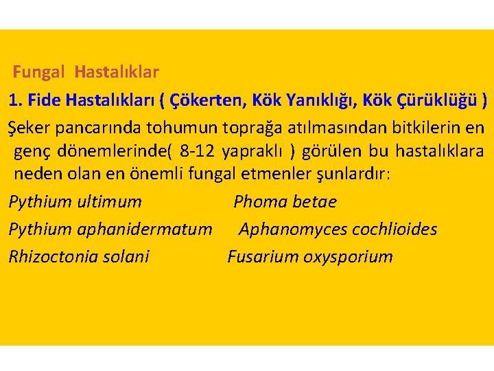 Fungal Hastalıklar 1. Fide Hastalıkları ( Çökerten, Kök Yanıklığı, Kök Çürüklüğü ) Şeker pancarında Fungal Hastalıklar 1. Fide Hastalıkları ( Çökerten, Kök Yanıklığı, Kök Çürüklüğü ) Şeker pancarında