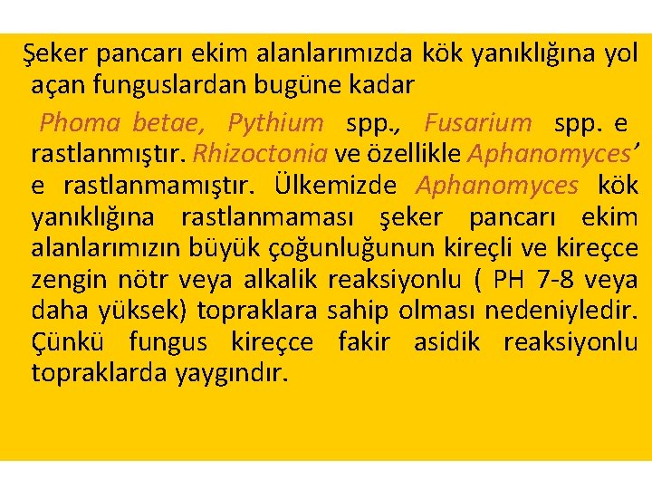 Şeker pancarı ekim alanlarımızda kök yanıklığına yol açan funguslardan bugüne kadar Phoma betae, Pythium Şeker pancarı ekim alanlarımızda kök yanıklığına yol açan funguslardan bugüne kadar Phoma betae, Pythium