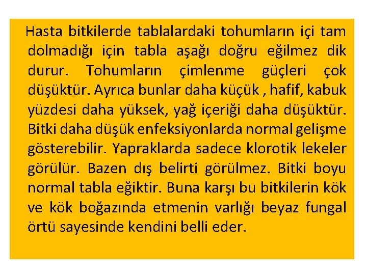 Hasta bitkilerde tablalardaki tohumların içi tam dolmadığı için tabla aşağı doğru eğilmez dik durur. Hasta bitkilerde tablalardaki tohumların içi tam dolmadığı için tabla aşağı doğru eğilmez dik durur.