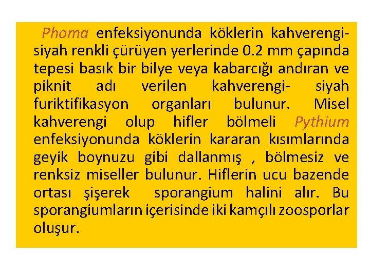 Phoma enfeksiyonunda köklerin kahverengisiyah renkli çürüyen yerlerinde 0. 2 mm çapında tepesi basık bir Phoma enfeksiyonunda köklerin kahverengisiyah renkli çürüyen yerlerinde 0. 2 mm çapında tepesi basık bir