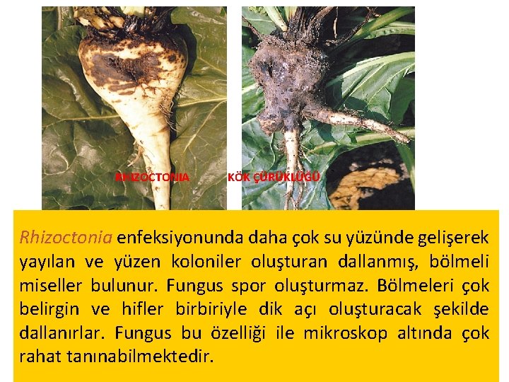 RHIZOCTONIA KÖK ÇÜRÜKLÜĞÜ Rhizoctonia enfeksiyonunda daha çok su yüzünde gelişerek yayılan ve yüzen koloniler RHIZOCTONIA KÖK ÇÜRÜKLÜĞÜ Rhizoctonia enfeksiyonunda daha çok su yüzünde gelişerek yayılan ve yüzen koloniler