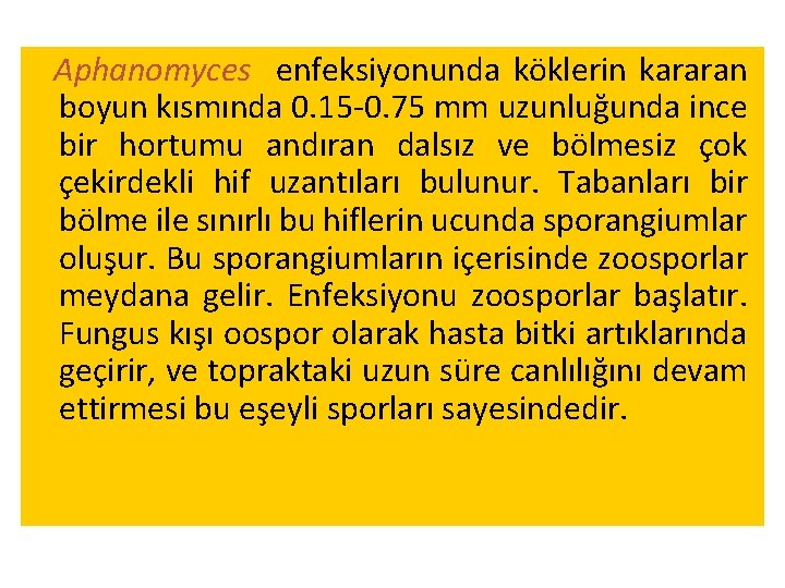 Aphanomyces enfeksiyonunda köklerin kararan boyun kısmında 0. 15 -0. 75 mm uzunluğunda ince bir Aphanomyces enfeksiyonunda köklerin kararan boyun kısmında 0. 15 -0. 75 mm uzunluğunda ince bir