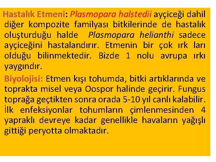 Hastalık Etmeni: Plasmopara halstedii ayçiceği dahil diğer kompozite familyası bitkilerinde de hastalık oluşturduğu halde Hastalık Etmeni: Plasmopara halstedii ayçiceği dahil diğer kompozite familyası bitkilerinde de hastalık oluşturduğu halde