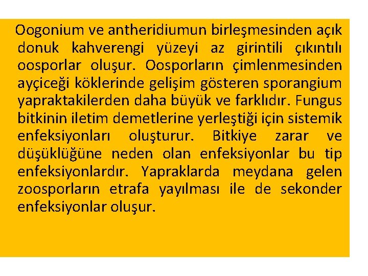 Oogonium ve antheridiumun birleşmesinden açık donuk kahverengi yüzeyi az girintili çıkıntılı oosporlar oluşur. Oosporların Oogonium ve antheridiumun birleşmesinden açık donuk kahverengi yüzeyi az girintili çıkıntılı oosporlar oluşur. Oosporların
