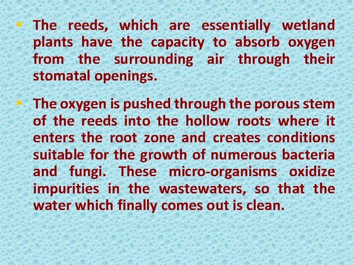 § The reeds, which are essentially wetland plants have the capacity to absorb oxygen