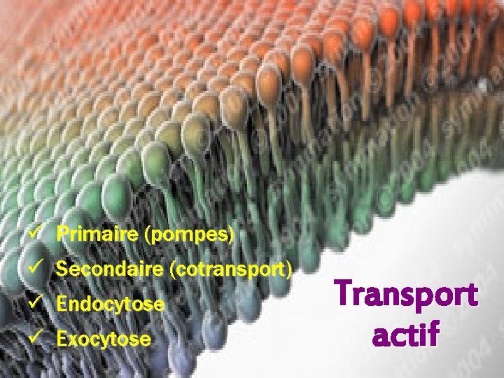 ü Primaire (pompes) ü Secondaire (cotransport) ü Endocytose ü Exocytose Transport actif 