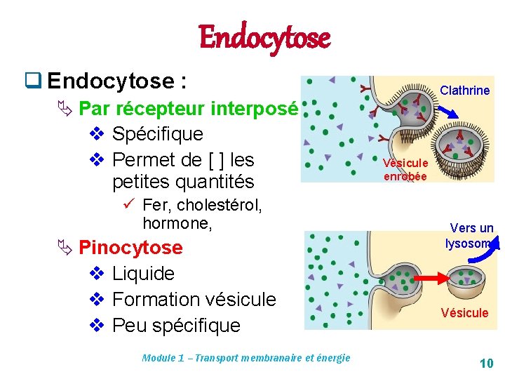 Endocytose q Endocytose : Ä Par récepteur interposé v Spécifique v Permet de [