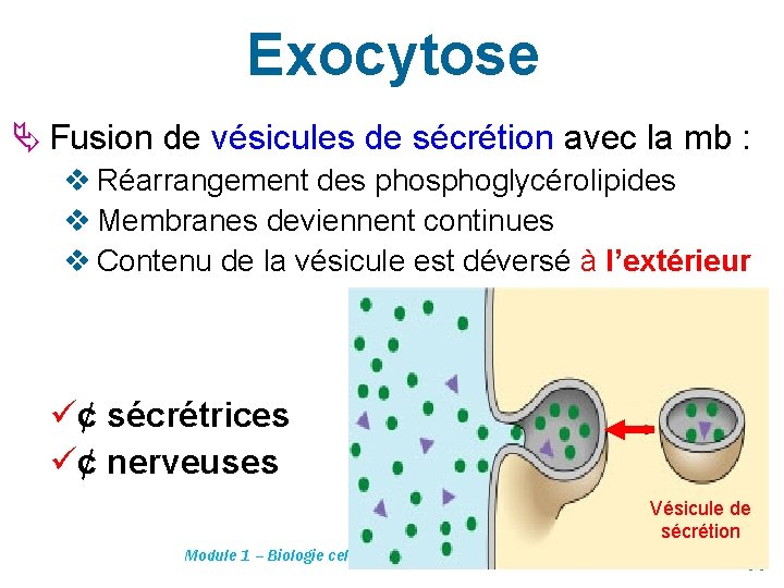 Exocytose Ä Fusion de vésicules de sécrétion avec la mb : v Réarrangement des