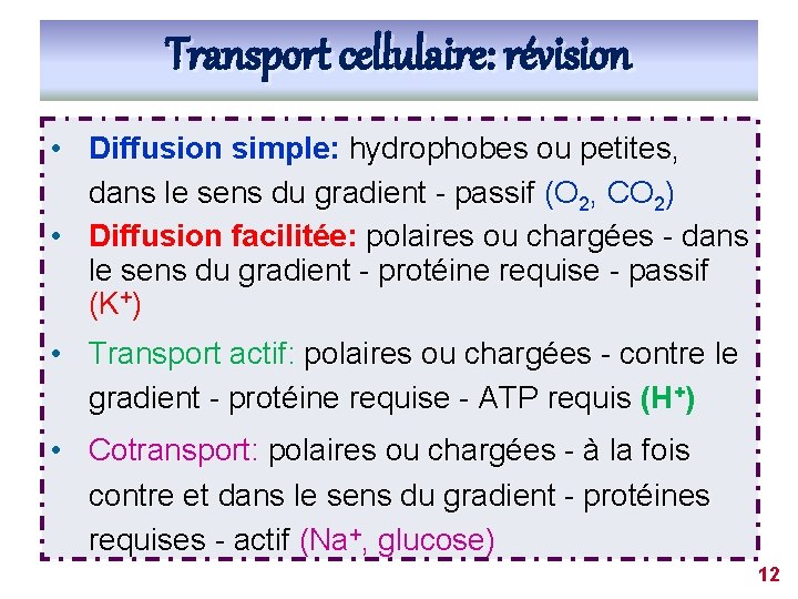 Transport cellulaire: révision • Diffusion simple: hydrophobes ou petites, dans le sens du gradient