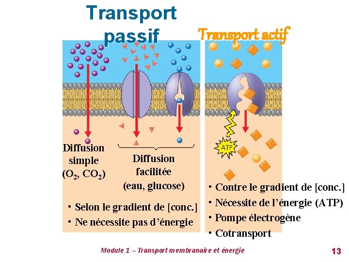 Transport passif Diffusion simple (O 2, CO 2) Transport actif Diffusion facilitée (eau, glucose)