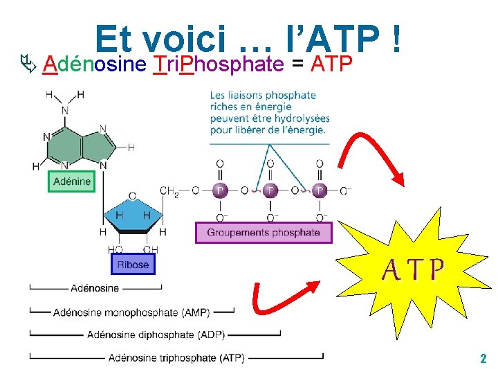Et voici … l’ATP ! Ä Adénosine Tri. Phosphate = ATP ATP Fig: 2.
