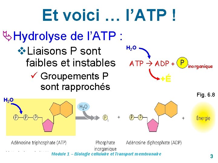 Et voici … l’ATP ! ÄHydrolyse de l’ATP : v. Liaisons P sont faibles