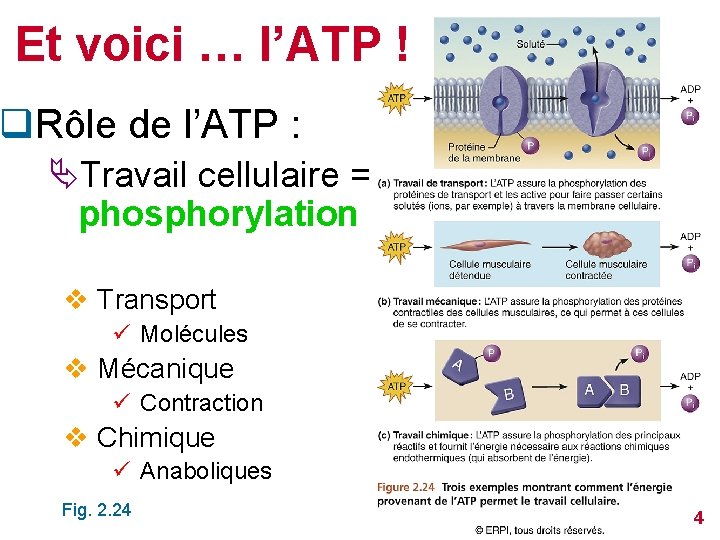 Et voici … l’ATP ! q. Rôle de l’ATP : ÄTravail cellulaire = phosphorylation