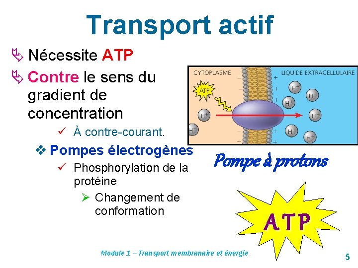 Transport actif Ä Nécessite ATP Ä Contre le sens du gradient de concentration ü