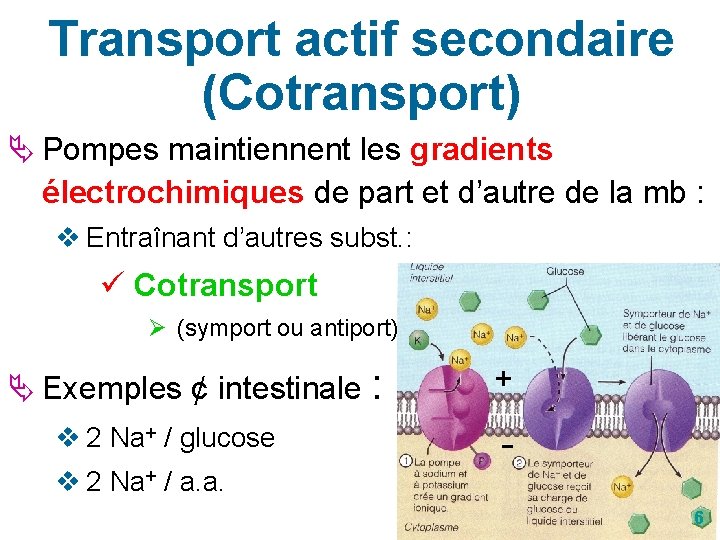 Transport actif secondaire (Cotransport) Ä Pompes maintiennent les gradients électrochimiques de part et d’autre