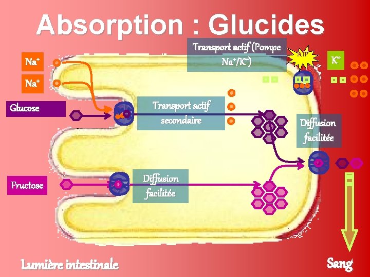 Absorption : Glucides Transport actif (Pompe Na+/K+) Na+ ATP K+ Na+ Glucose Fructose Lumière