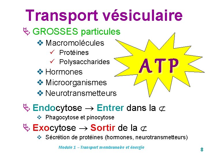 Transport vésiculaire Ä GROSSES particules v Macromolécules ü Protéines ü Polysaccharides v Hormones v