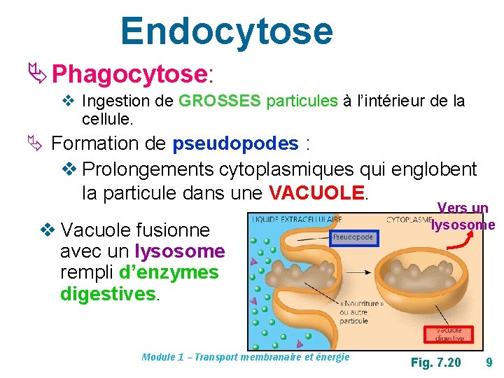 Endocytose Ä Phagocytose: v Ingestion de GROSSES particules à l’intérieur de la cellule. Ä
