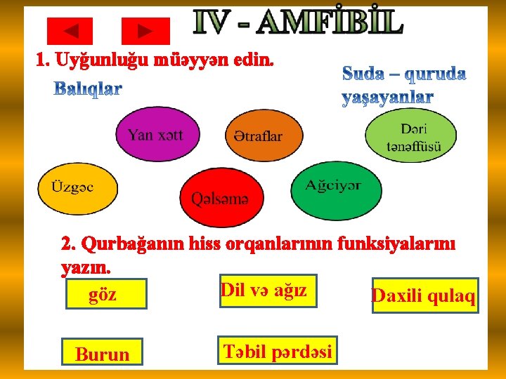 1. Uyğunluğu müəyyən edin. 2. Qurbağanın hiss orqanlarının funksiyalarını yazın. Dil və ağız göz