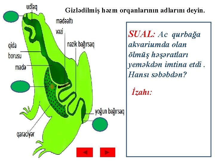 Gizlədilmiş həzm orqanlarının adlarını deyin. SUAL: Ac qurbağa akvariumda olan ölmüş həşəratları yeməkdən imtina