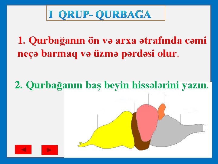 1. Qurbağanın ön və arxa ətrafında cəmi neçə barmaq və üzmə pərdəsi olur. 2.