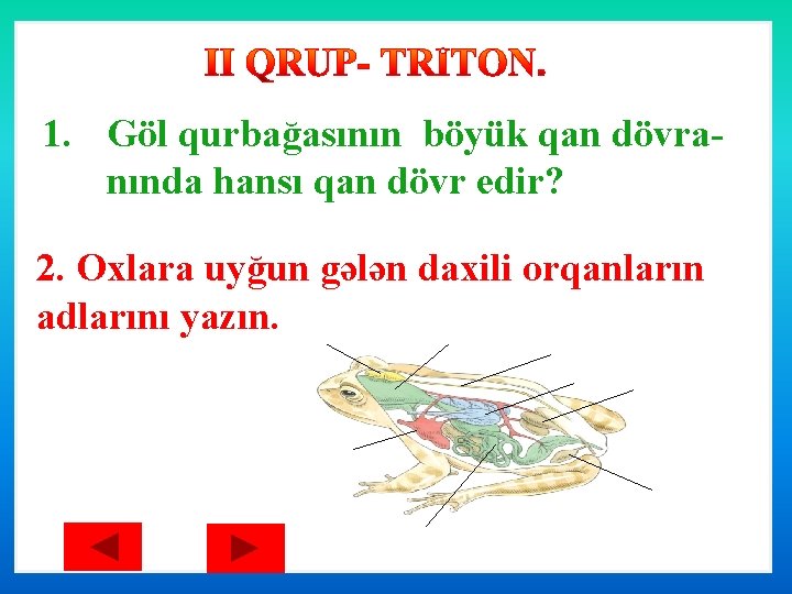 1. Göl qurbağasının böyük qan dövranında hansı qan dövr edir? 2. Oxlara uyğun gələn 1. Göl qurbağasının böyük qan dövranında hansı qan dövr edir? 2. Oxlara uyğun gələn