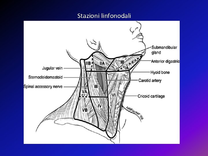 Stazioni linfonodali 