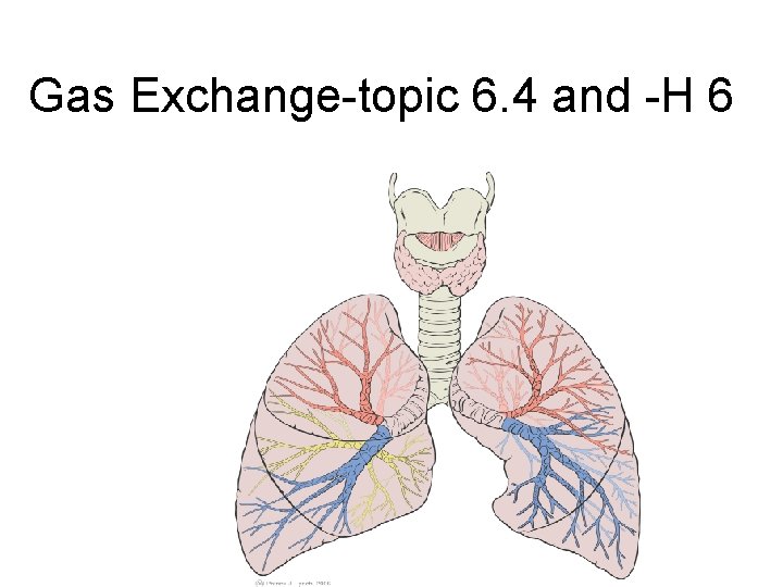 Gas Exchange-topic 6. 4 and -H 6 