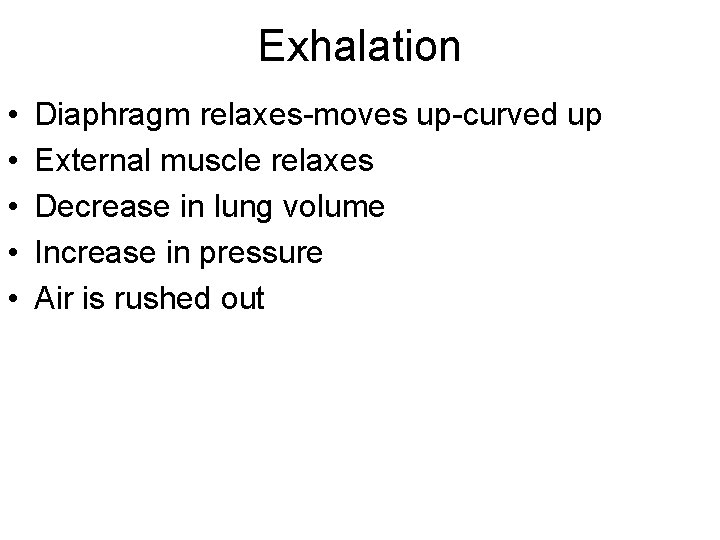 Exhalation • • • Diaphragm relaxes-moves up-curved up External muscle relaxes Decrease in lung