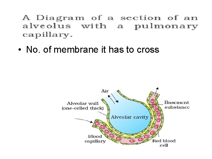  • No. of membrane it has to cross 
