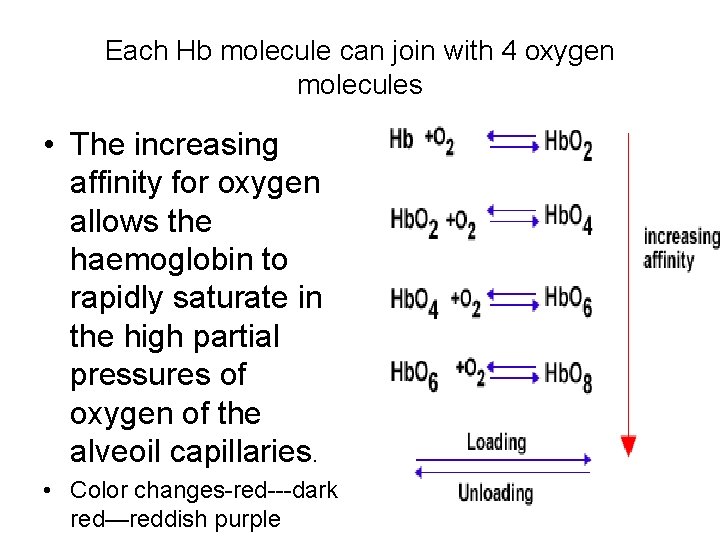 Each Hb molecule can join with 4 oxygen molecules • The increasing affinity for