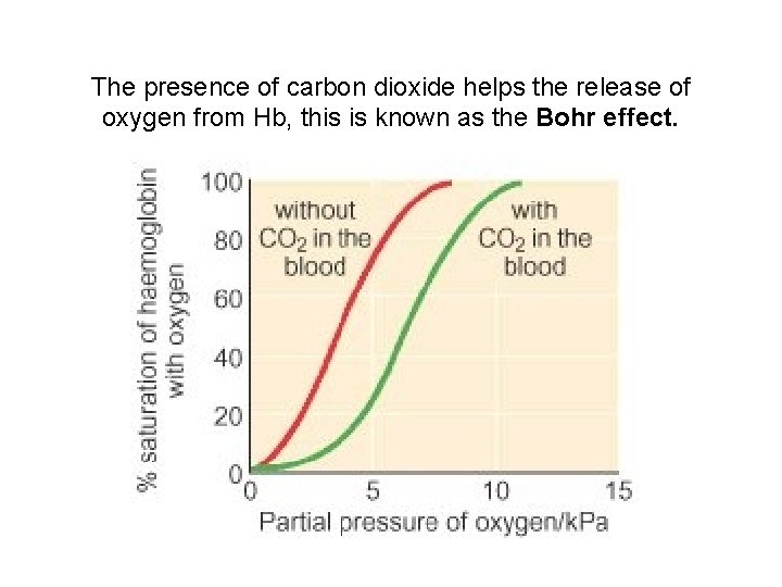 The presence of carbon dioxide helps the release of oxygen from Hb, this is