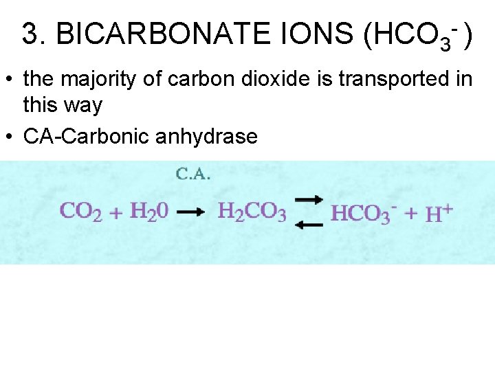 3. BICARBONATE IONS (HCO 3 - ) • the majority of carbon dioxide is