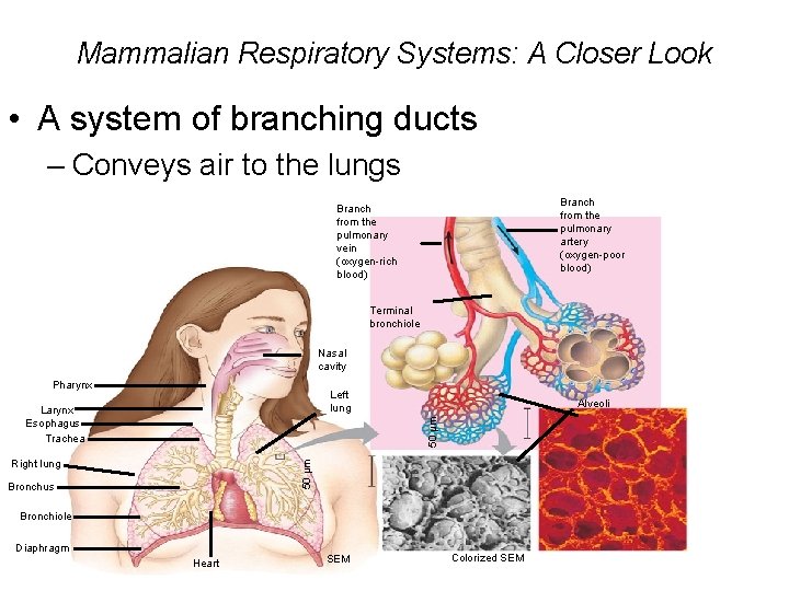 Mammalian Respiratory Systems: A Closer Look • A system of branching ducts – Conveys