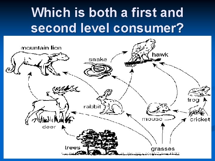 Which is both a first and second level consumer? 