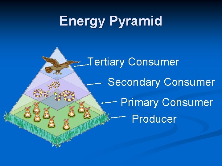 Energy Pyramid Tertiary Consumer Secondary Consumer Primary Consumer Producer 